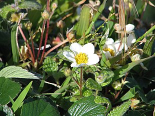 Chilejordbær (Fragaria chiloensis) Foto: Peter Kaminski