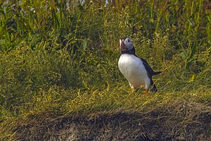 Maskonur Fratercula arctica