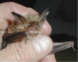 Fringed Myotis.jpg