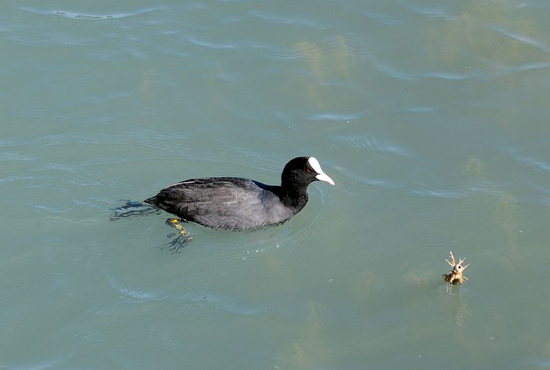 File:Fulica atra - Eurasian Coot - Sakarmeke 17.JPG