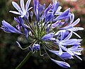 Agapanthus africanus