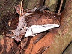 Ganoderma brownii: fotografijŏ