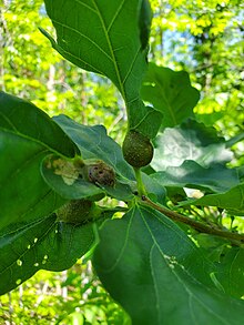 Gall of Oak Pecíolo Gall Wasp Andricus quercuspetiolicola em Bur Oak.jpg