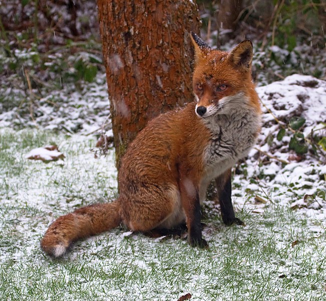 File:Garden Fox 1 (6817828047).jpg