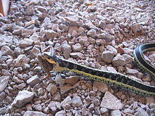 Garter snake Definition & Meaning - Merriam-Webster