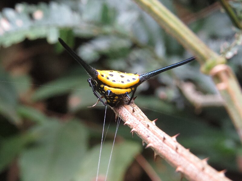 File:Gasteracantha dalyi at Kottiyoor Wildlife Sanctuary (11).jpg