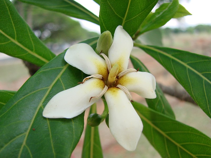 File:Genipa americana.jpg