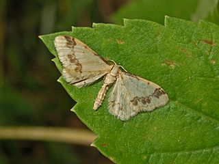 <i>Idaea trigeminata</i> Species of moth