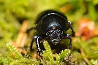 Geotrupes stercorarius