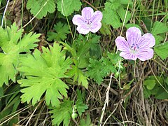 茎葉は掌状に5中裂し、葉の切れこみは浅い。