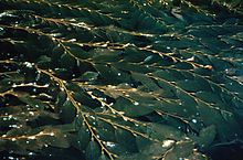Giant kelp uses gas-filled floats to keep the thallus suspended, allowing the kelp blades near the ocean surface to capture light for photosynthesis. Giantkelp2 300.jpg