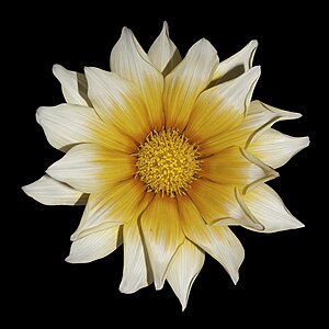 Glebionis coronaria (Garland Chrysanthemum)