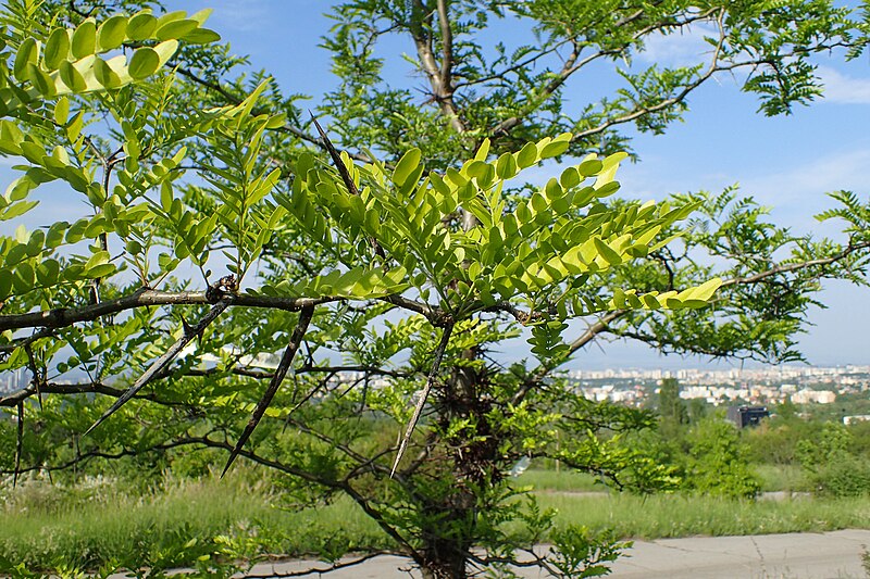 File:Gleditsia macracantha kz04.jpg