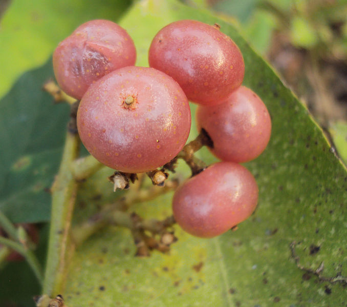 File:Glycosmis pentaphylla 04.JPG