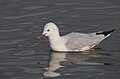 * Nomination: Slender-billed gull (Chroicocephalus genei) at Tunis lakeI, the copyright holder of this work, hereby publish it under the following license:This image was uploaded as part of Wiki Loves Earth 2024. --El Golli Mohamed 21:36, 4 July 2024 (UTC) * * Review needed