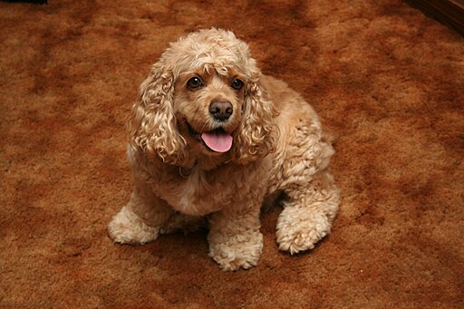 mix of poodle and cocker spaniel