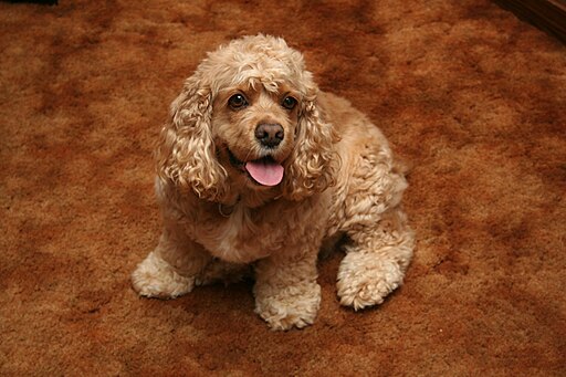 cocker spaniel and poodle cross