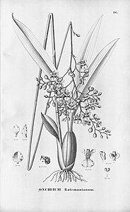 plate 86 Gomesa ramosa (as syn. Oncidium batemanianum)