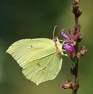 Butterfly: Predators and defences, Body, Life cycle