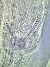 Staarteind van de mannelijke rondworm Gongylonema pulchrum met rechts het spiculum en links het gubernaculum.