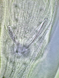Gubernaculum (nematode anatomy) an organ of male nematodes