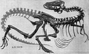 Skeleton of Gorgosaurus libratus. Gorgosaurus skeleton AMNH 5428.jpg