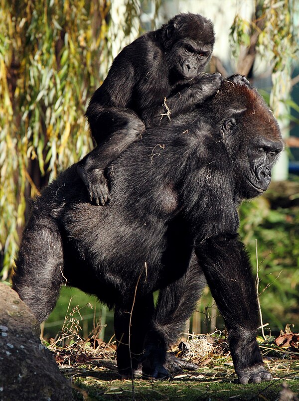 Bristol Zoo