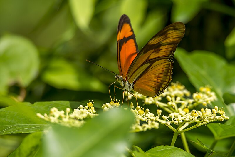 File:Graceful butterfly on flowers (Unsplash).jpg