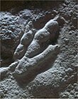 Fossil negative with skin impressions of the theropod dinosaur footprint ichnogenus Grallator Grallator.jpg