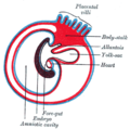 Diagram showing the expansion of amnion and delimitation of the umbilicus.