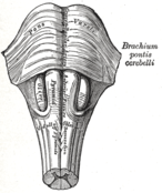 Medulla oblongata dan pons