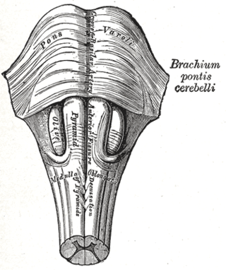 <span class="mw-page-title-main">Basilar sulcus</span> Groove in the pons, part of the brainstem