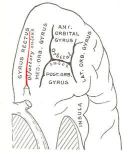 Gray729 olfactory sulcus.png