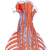 Gray — musculus rectus capitis posterior major.png