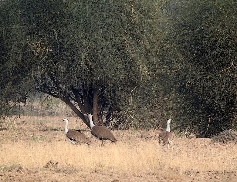 File:Great Indian Bustard Ardeotis nigriceps by Raju Kasambe DSCN9716 11.jpg