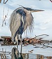 * Nomination Great blue heron in the Central Park Loch --Rhododendrites 03:06, 30 March 2021 (UTC) * Promotion  Support Good quality. --XRay 03:50, 30 March 2021 (UTC)