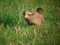 Fil:Greater Prairie Chicken -male displaying and spinning.theora.ogv