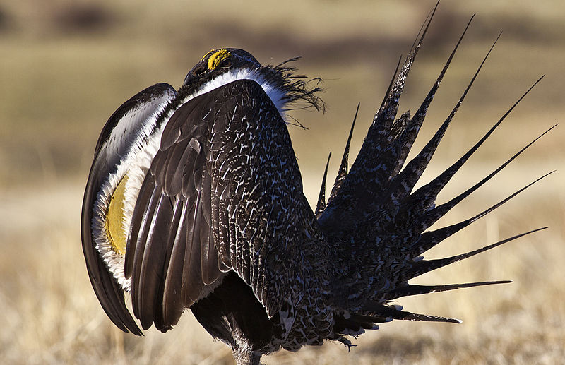 File:Greater Sage-Grouse Conservation (17381638361).jpg