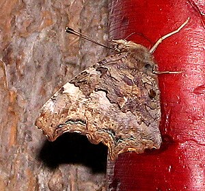 Polygonia faunus, underside of the wing of a female