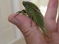 Green Drummer Cicada on Thumb.jpg