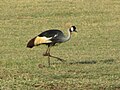 Serengeti NP