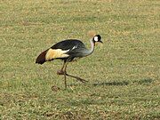 Serengeti, Tanzania.