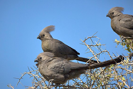 Part of a wind swept group of 14 Grey Louries (corythaixoides concolor) assembled in the early morning sun on top of a thorn bush next to Groot Okevi waterhole in Etosha