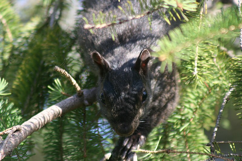 File:Grey Squirrel 0679 (4539231650).jpg