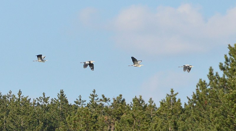 File:Grey heron at Mali lag, Botevgrad, Bulgaria 01.jpg