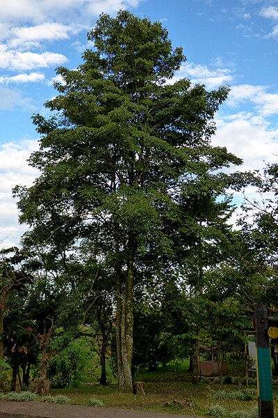 File:Guayacán rosado (Tabebuya rosea) (14539793801).jpg