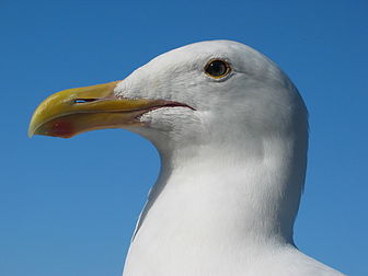 Goéland d'Audubon (Larus occidentalis). Photographie prise à Monterey en Californie. (définition réelle 2 272 × 1 704)