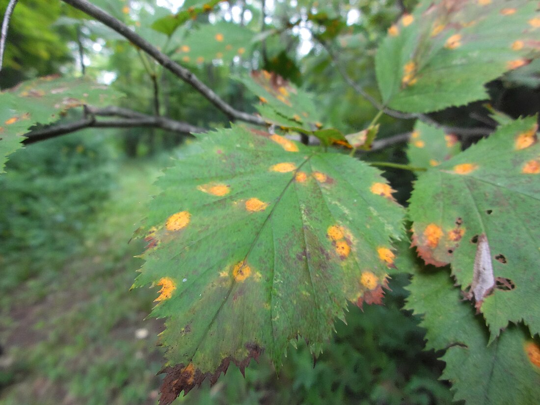 Rouille de l'aubépine