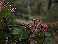 H20150205-4018--Ribes viburnifolium--RPBG (16292812789).jpg