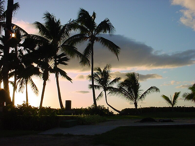 File:HAWAII NATIVE PALMS DSC01593.JPG